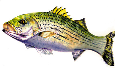 Small Mouth Bass
