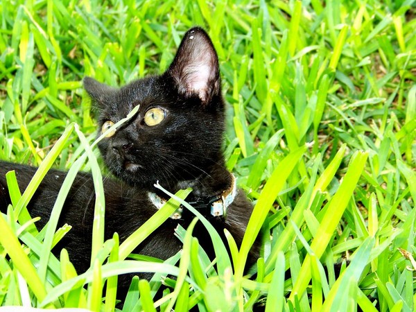 Bagheera94