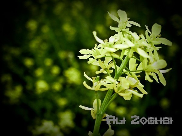 blackgreen