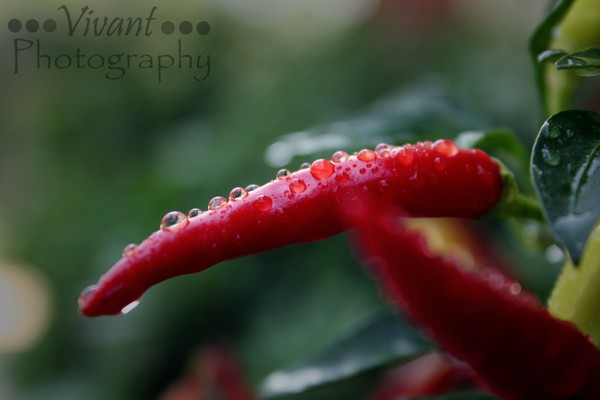 Chili after the rain