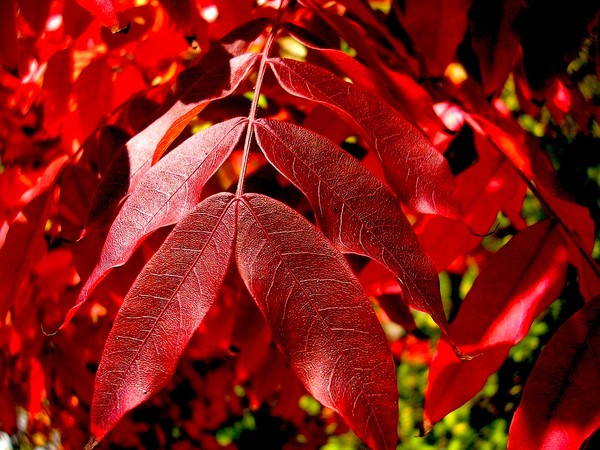 Autumn leaves of red