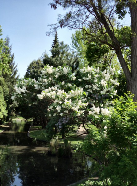 Westmount Park in Spring