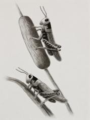 Grasshoppers