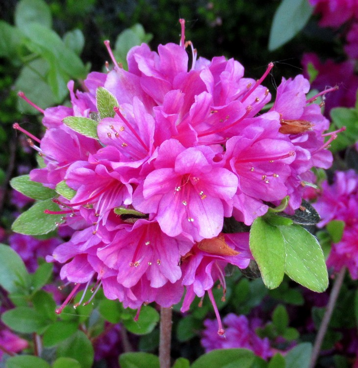 HAPPY WEEK TO YOU !!!!!!!!!!!!!!!