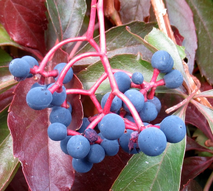 BERRIES