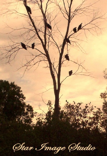 A BATCH OF BUZZARDS