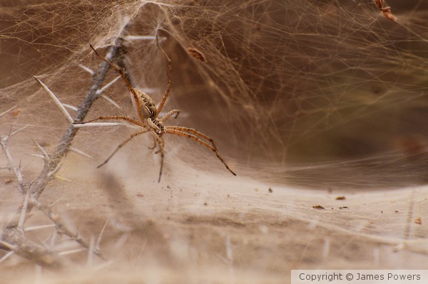 Itsy Bitsy Spider