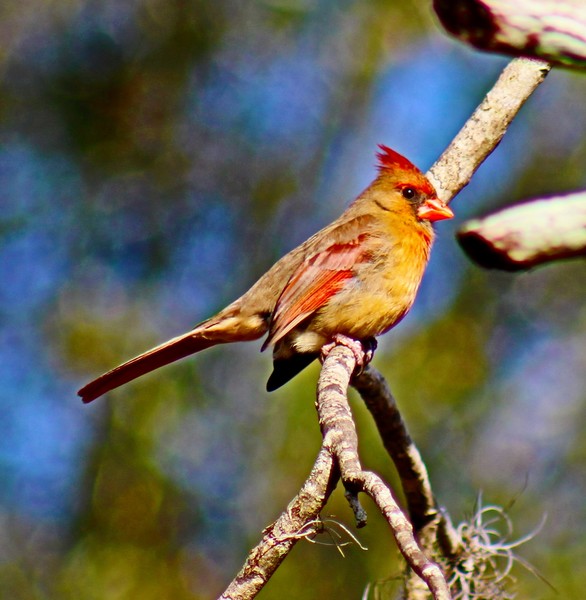 Pretty Female Cardinal