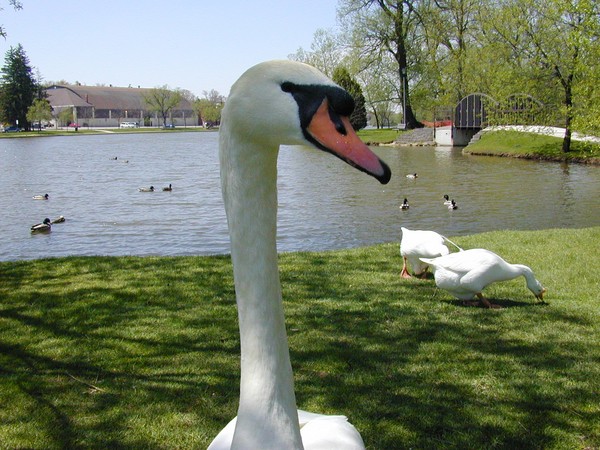Beak Proof Lens
