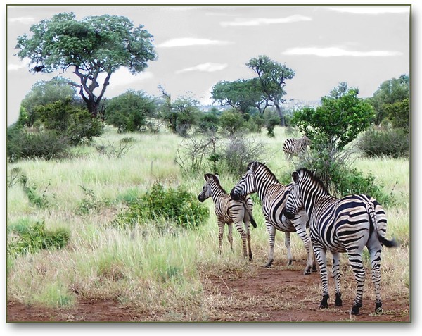 Zebras in the wild