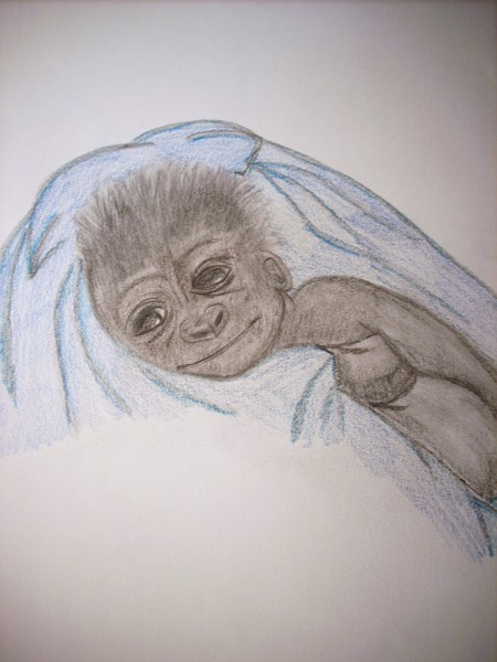 Gorilla Baby 