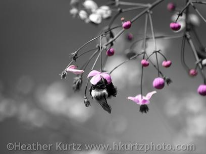 Bee & Blossoms