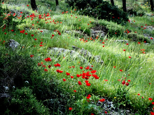--Flowers and stones of Galilee--