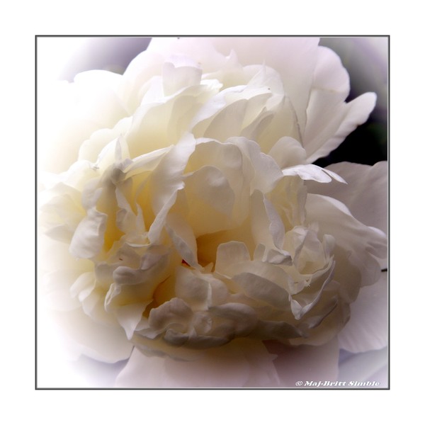 Peony 2