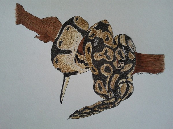 Royal Python
