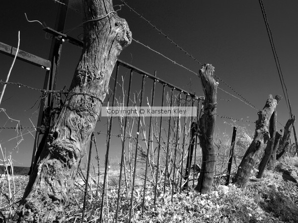 The Fence