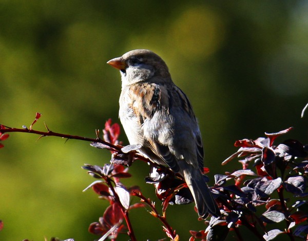 ne1043, Sparrow