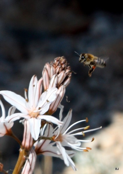Nectar Time..