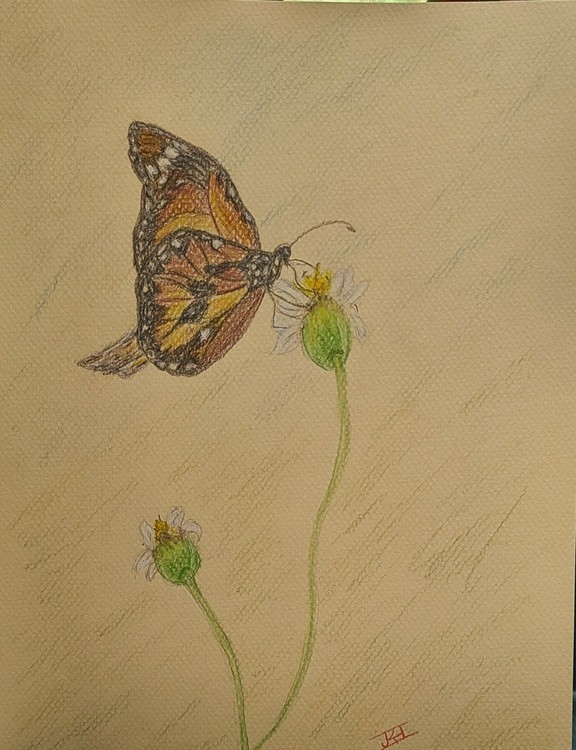 BUTTERFLY  COLORED PENCIL