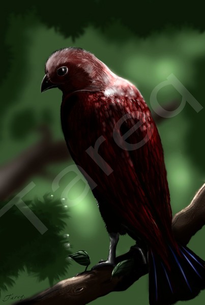 Bird of Wilderness 