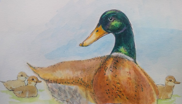 mallard pop and duckings