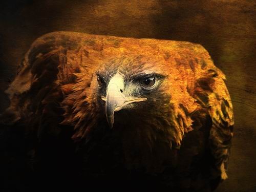 The Golden Hawk Locks On Target