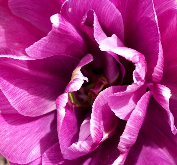 purple petals
