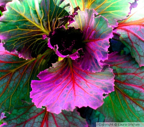 Heavenly Cabbage