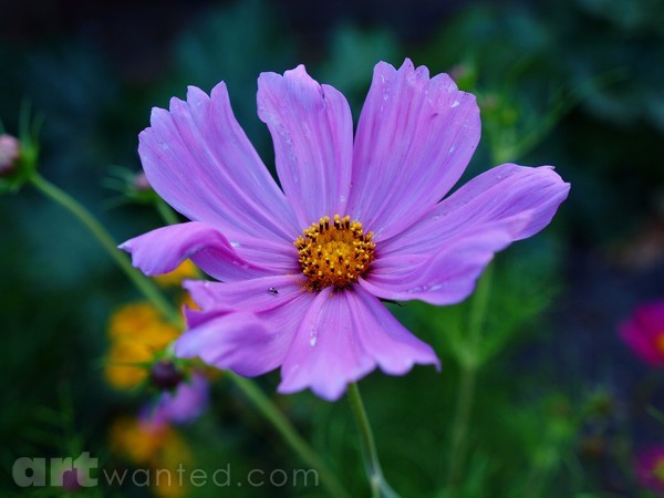 FLOWER IN THE GARDEN