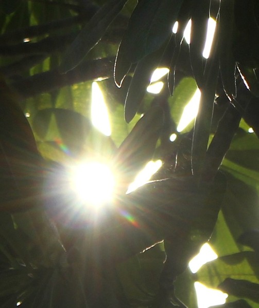 Sunlight exploring its way down.. 
