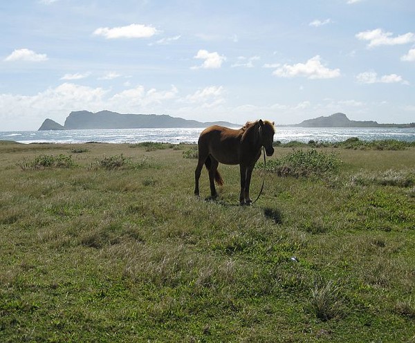 Horse