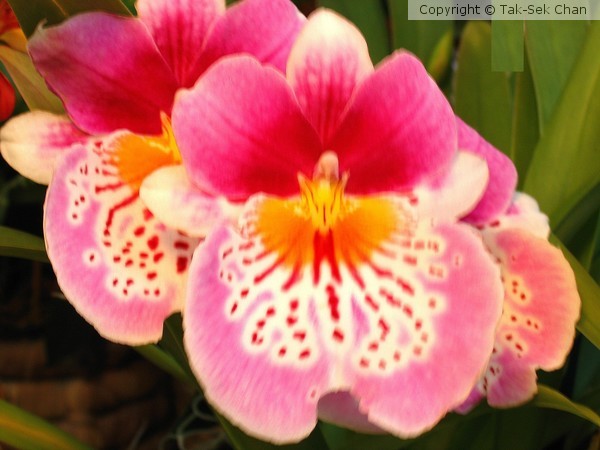 Pansy Orchid (Miltoniopsis sp.) 04-14-2005