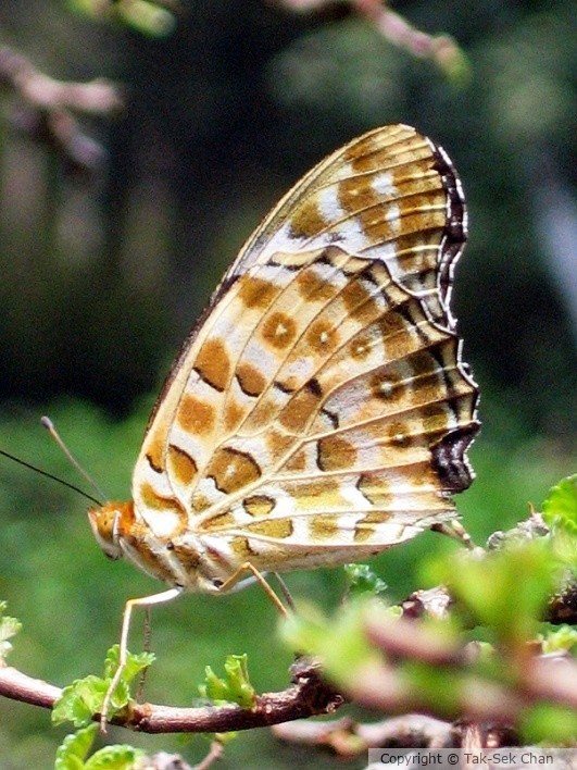 Indian Fritillary Butterfly (Argyreus hyperbius) male, Mount WuYi, China, 09-10-2005
