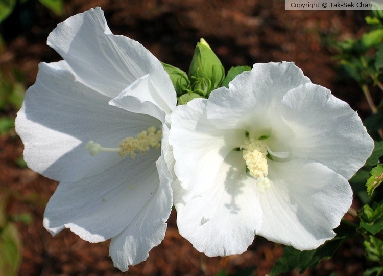 Diana Althea (Hibiscus syriacus Diana), Wayland, MA, 07-21-2006