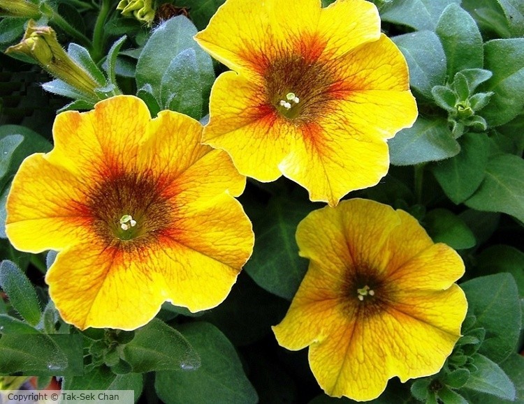 Petunia x hybrida, Russell's, Wayland, MA, 05-23-2021