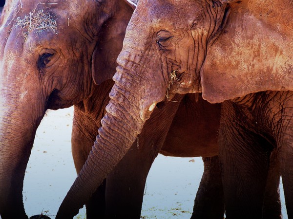African elephants