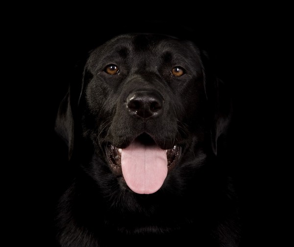 Black Labrador Dog