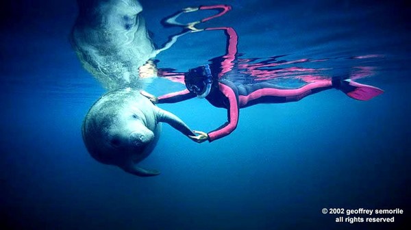 MERMAID DREAMS
