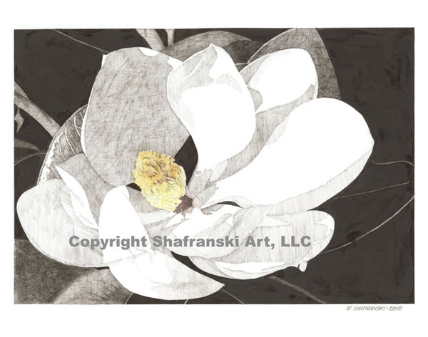 Magnolia 1