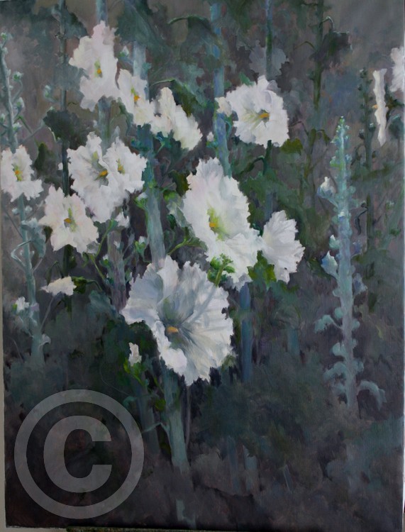 white hollyhocks