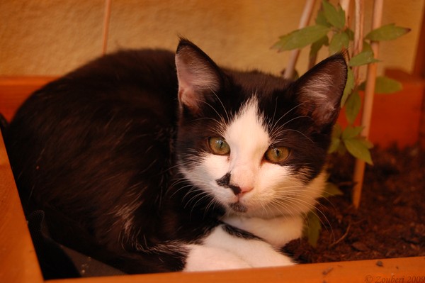 The cat