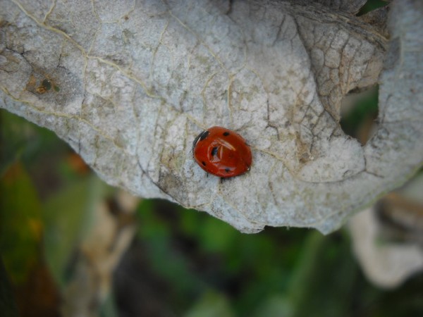 Ladybug