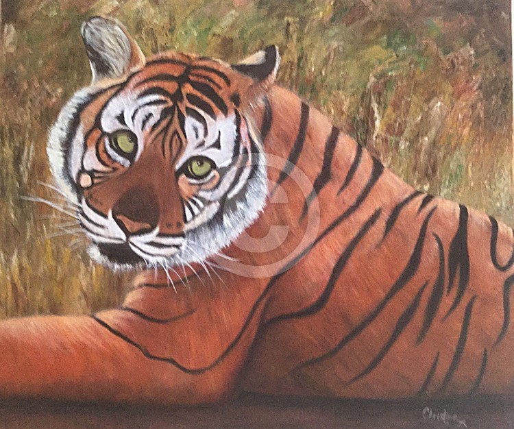 Tiger Ranthambore India 