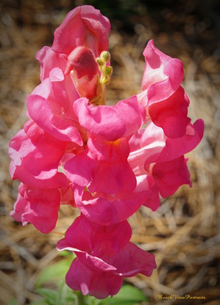 Copy of DSC00042