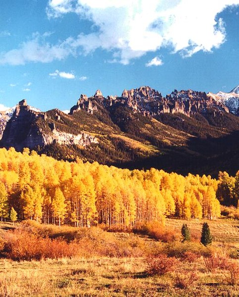Colorado Gold