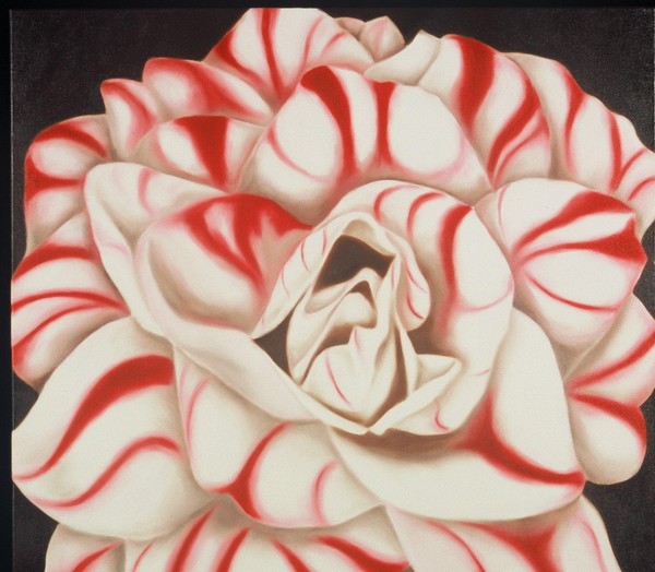 Grandfather's Camellia