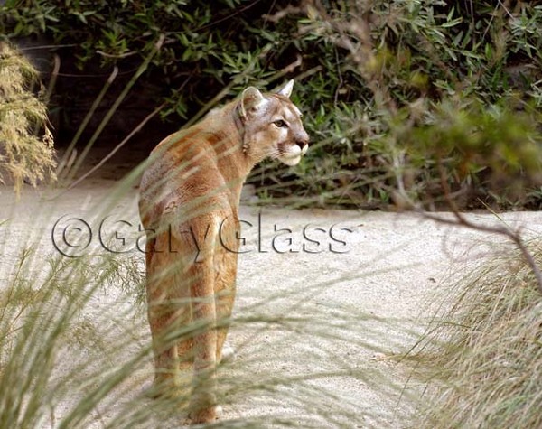 Mountain Lion