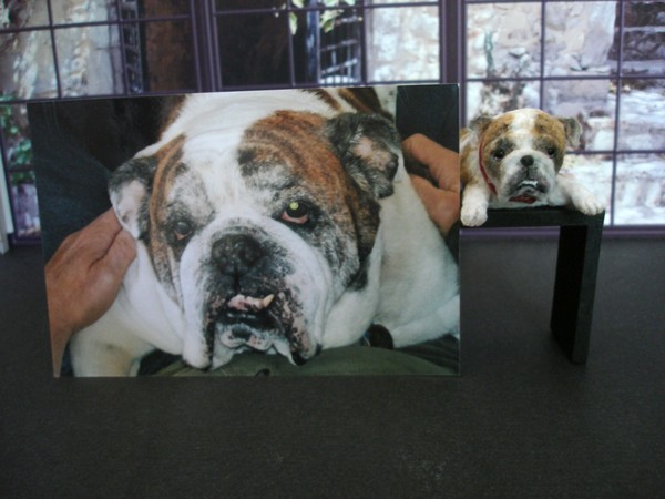 Zeb English Bulldog