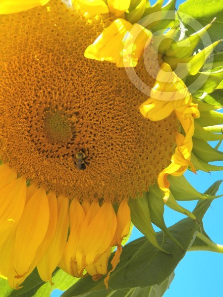 Summers end