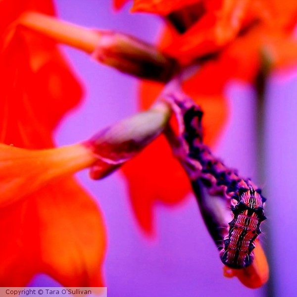 Caterpillar